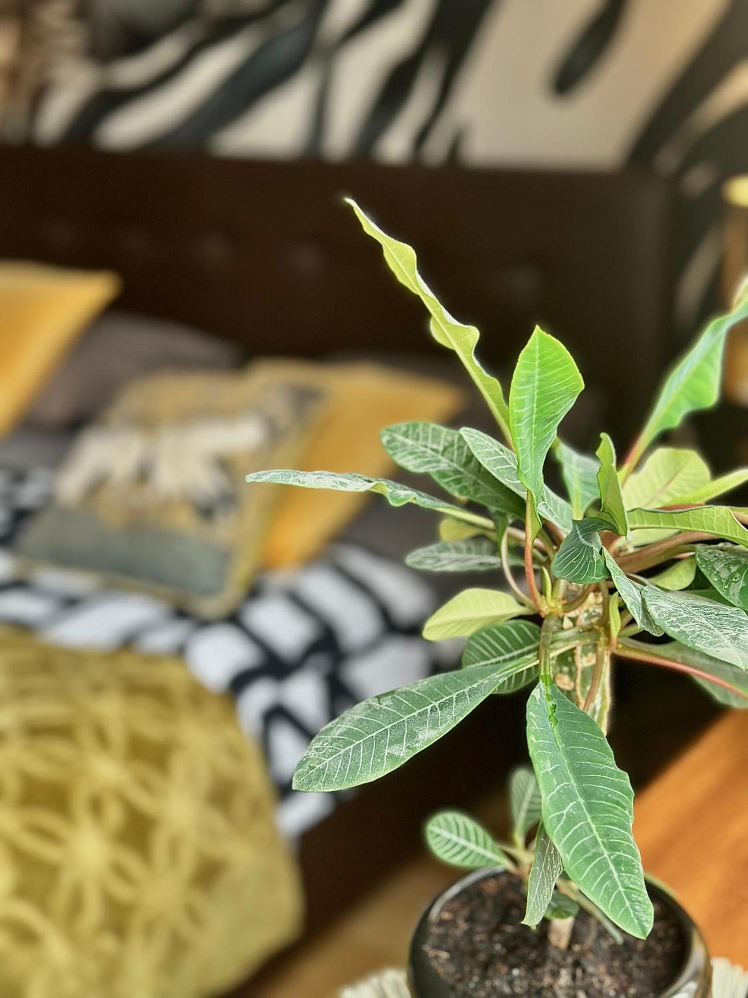 Africa Apartment وارسو المظهر الخارجي الصورة